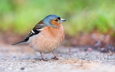How to keep birds from eating grass seed?