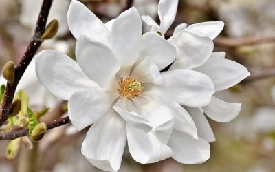How to plant magnolia seeds?