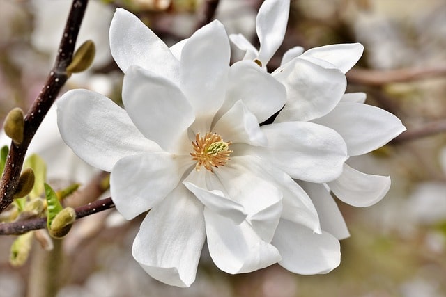 How to plant magnolia seeds?