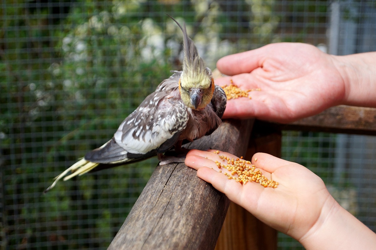 How to keep birds from eating grass seed?