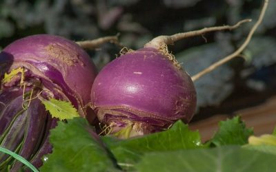 When to Plant Turnips and Radishes for Deer?