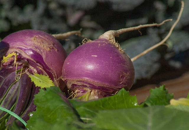 When to Plant Turnips and Radishes for Deer?