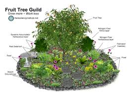 What to Plant Under Fruit Trees UK: A Complete Guide
