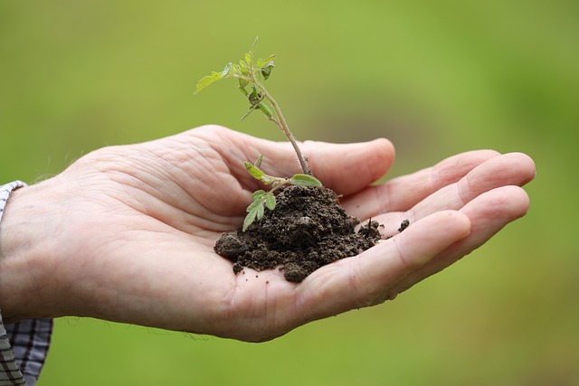 planting-8027884_640 gardening for beginners