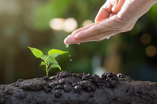Best Way of Gardening for Beginners UK: 2025