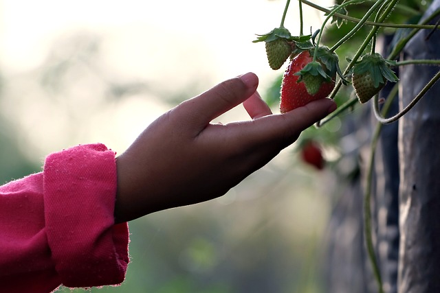 strawberry-7878602_640