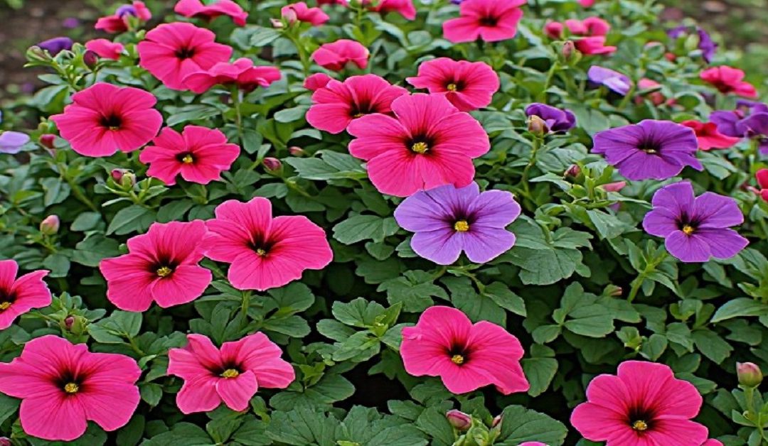Flowers and Plants for Garden: Best Picks for UK Gardens