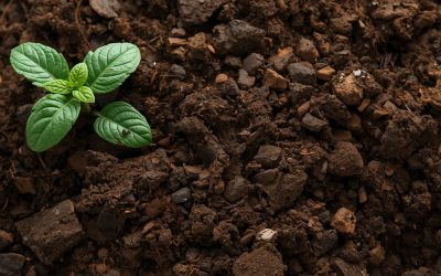 Decomposed organic matter used as fertil | Epiclectic