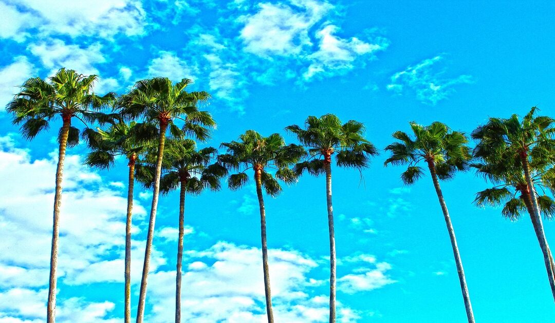 Sunny beach with palm trees under a clear blue sky