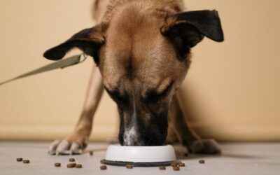 What Does Pumpkin Do for Dogs Feeding