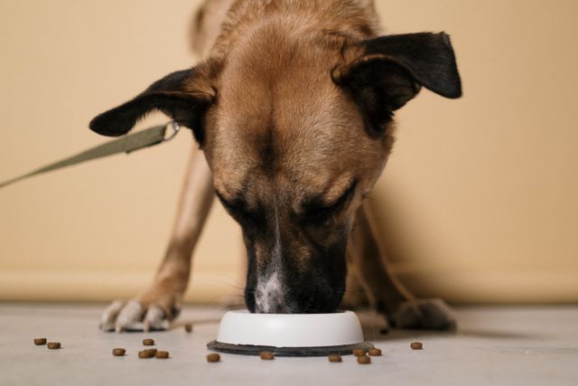 What does pumpkin do for dogs — a dog eating from a bowl with pumpkin puree stirred in
